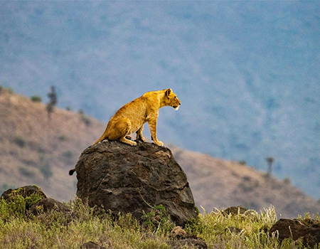9 DAYS KENYA SAFARIS : SAMBURU LAKE NAKURU MASAI MARA LAKE NAIVASHA AND AMBOSELI