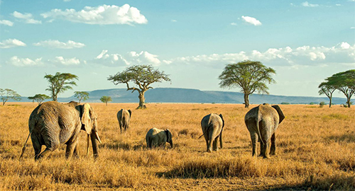 5 DAYS TANZANIA ADVENTURE SAFARI : L. MANYARA, SERENGETI & NGORONGORO SAFARI
