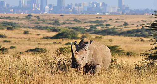 Nairobi National Park 1 Day Tour