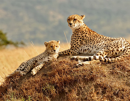 3 DAYS EXCITING MASAI MARA TOUR