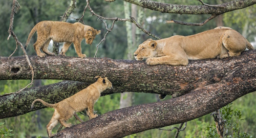 6 DAYS TANZANIA SAFARIS: TARANGIRE LAKE MANYARA, SERENGETI AND NGORONGORO