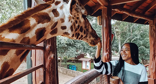 Giraffe Center Day Tour