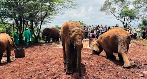 Daphne Sheldrick Elephant Orphanage Day Trip