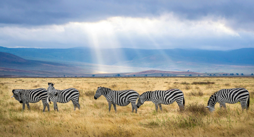 4 DAYS TANZANIA SAFARI : LAKE MANYARA, NGORONGORO CRATER,SERENGETI NATIONAL PARK SAFARI