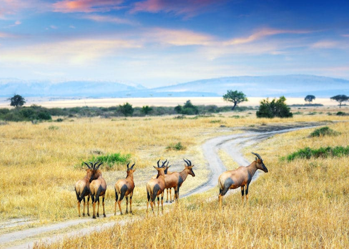 3 DAYS EXCITING MASAI MARA BUDGET CAMPING TOUR