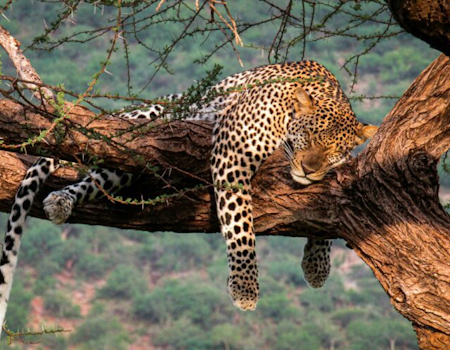 4 DAYS HOLIDAY SAFARI : MASAI MARA, LAKE NAKURU