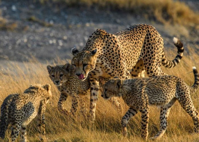 4 DAYS TANZANIA CAMPING SAFARI LAKE MANYARA, NGORONGORO CRATER,SERENGETI NATIONAL PARK CAMPING SAFARI