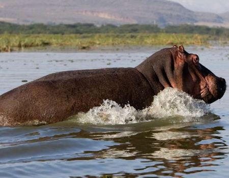 7 DAYS GROUP JOINING SAFARI : MASAI MARA,LAKE NAKURU, LAKE NAIVASHA,AMBOSELI