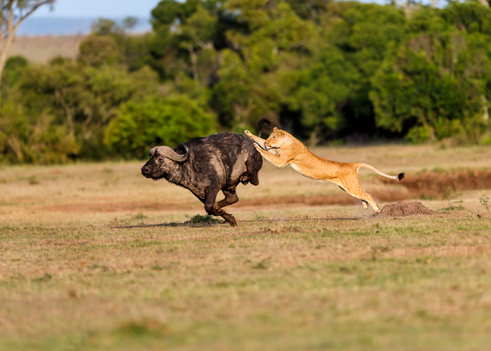 7 DAYS KENYA AND TANZANIA GROUP TOUR